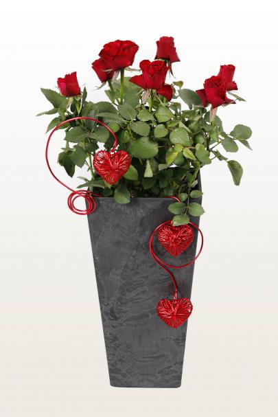 Plants Need Love, Too