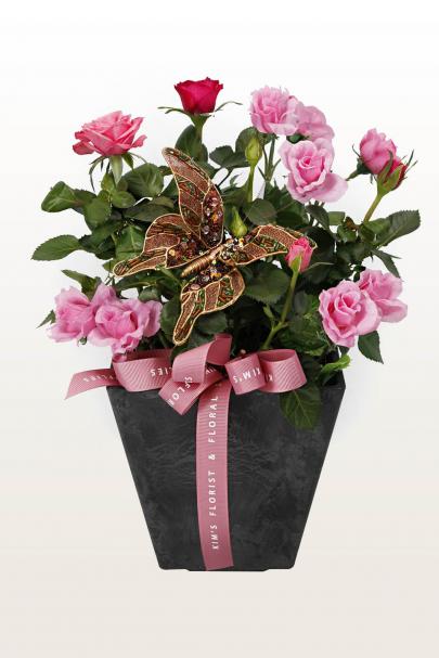 Plant The Roses Pink