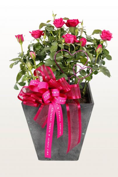 When Ros-Lan Met Ros-ita