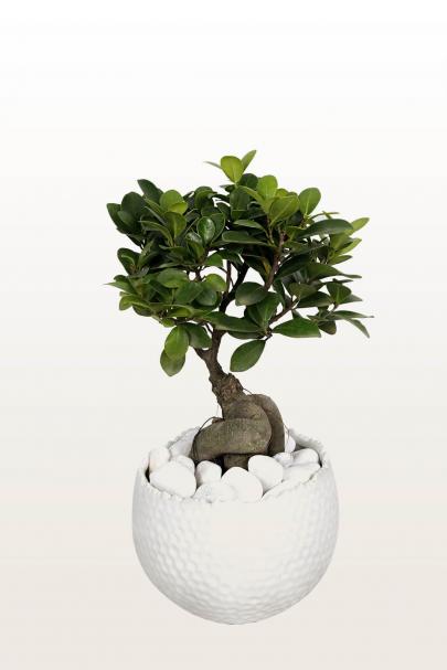 Bon-Bon, The Bonsai