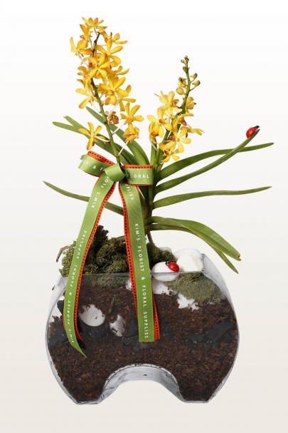 The Orchid Who Loved Me