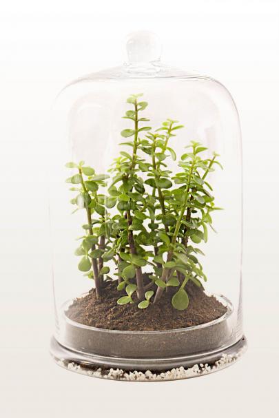 Going Back To Our Roots