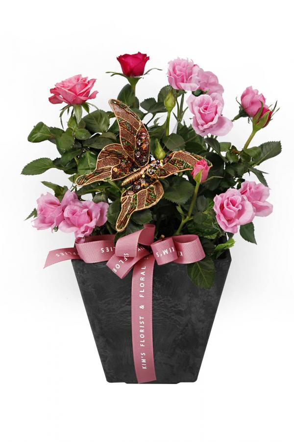 Plant The Roses Pink