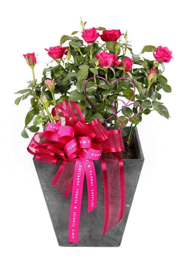 When Ros-Lan Met Ros-ita