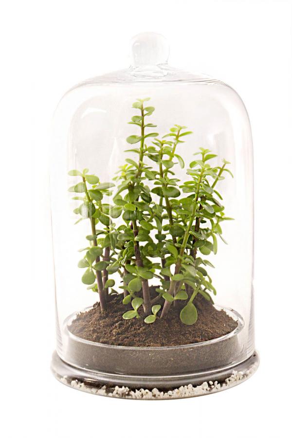 Going Back To Our Roots